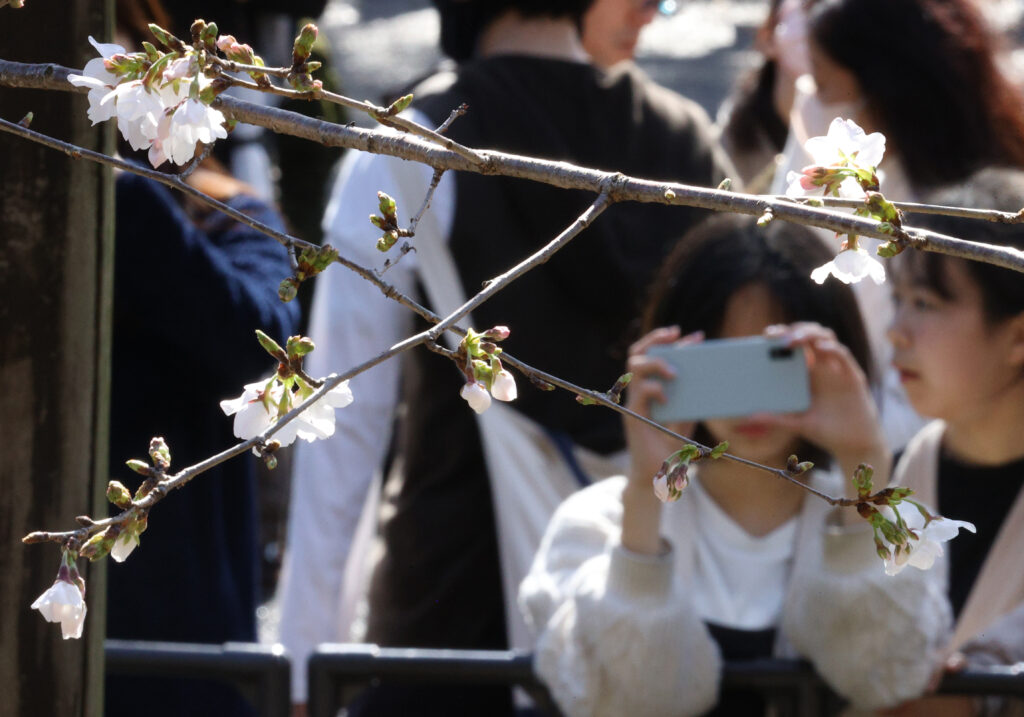 桜の開花予想、3月21日に東京都心から　西―東日本で平年並み、北日本は早まる